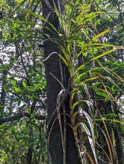 Freycinetia arborea
