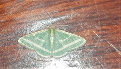 Mixocera frustratoria