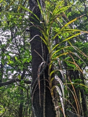 Freycinetia arborea