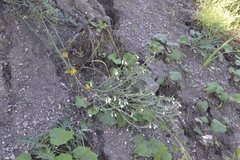 Onosma simplicissima