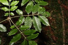Flindersia xanthoxyla