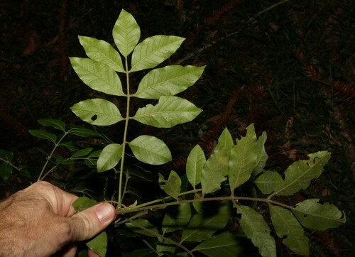Image of Flindersia xanthoxyla by (c) Greg Tasney, some rights reserved (CC BY-SA)