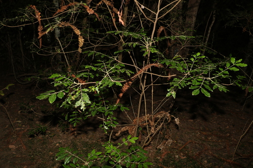 Image of Flindersia xanthoxyla by (c) Greg Tasney, some rights reserved (CC BY-SA)