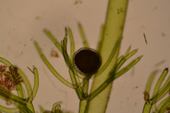Nitella gelatinifera