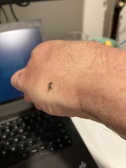 Aedes notoscriptus