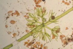 Nitella gelatinifera