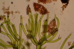 Nitella gelatinifera