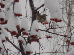 Turdus viscivorus