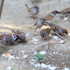 Passer montanus saturatus