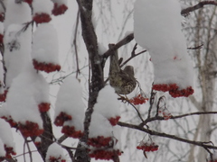 Turdus viscivorus