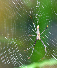 Nephila