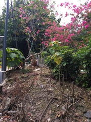 Bougainvillea spectabilis