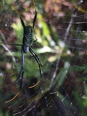Trichonephila fenestrata