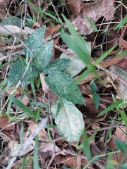 Acanthocheila visenda