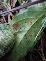Acanthocheila visenda