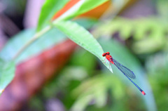 Pseudagrion pilidorsum
