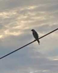 Falco sparverius