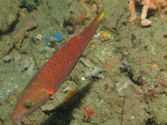 Oxycheilinus digramma