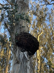 Agrobacterium radiobacter