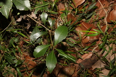Auranticarpa rhombifolia