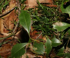 Auranticarpa rhombifolia