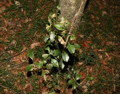 Auranticarpa rhombifolia