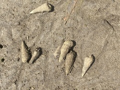 Turritella