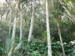 Piper excelsum excelsum