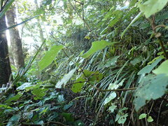 Piper excelsum excelsum