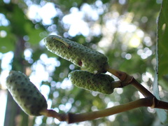 Piper excelsum excelsum