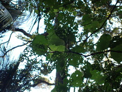 Piper excelsum excelsum