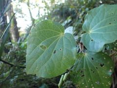 Piper excelsum excelsum