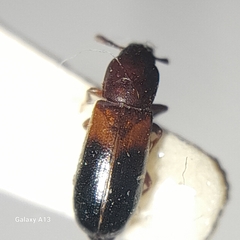 Corticeus bicolor