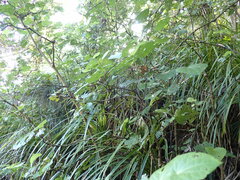 Piper excelsum excelsum