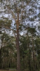 Eucalyptus pilularis