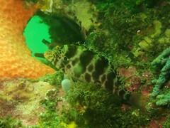 Cirrhitichthys aprinus