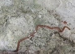 Geonemertes pelaensis