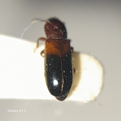 Corticeus bicolor