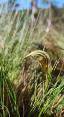Pterostylis coccina