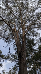 Eucalyptus pilularis