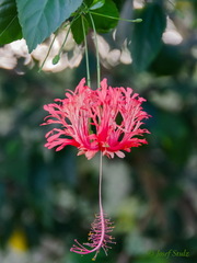 Hibiscus schizopetalus