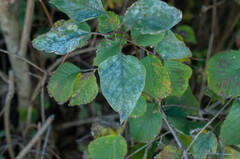 Erysiphe syringae-japonicae