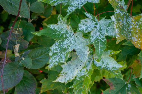 Sawadaea tulasnei (Fuckel) Homma