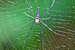 Nephila