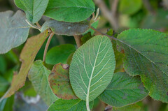 Erysiphe hedwigii