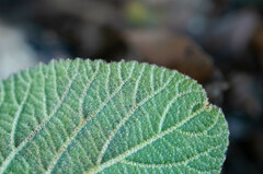 Erysiphe hedwigii