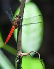 Orthetrum testaceum soembanum