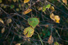 Melampsoridium betulinum