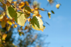 Melampsoridium betulinum