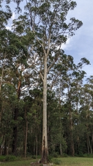 Eucalyptus saligna